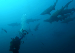 Underwater videographer films sharks